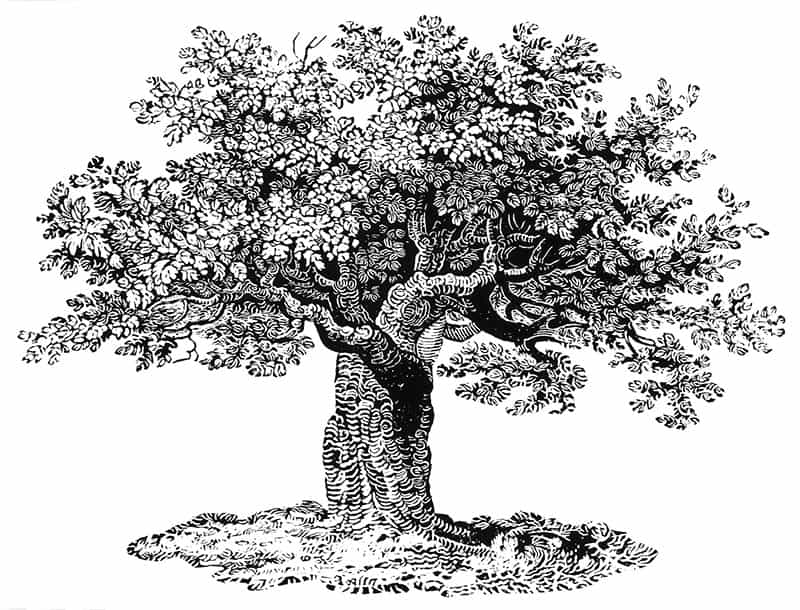amp-tree-white-background
